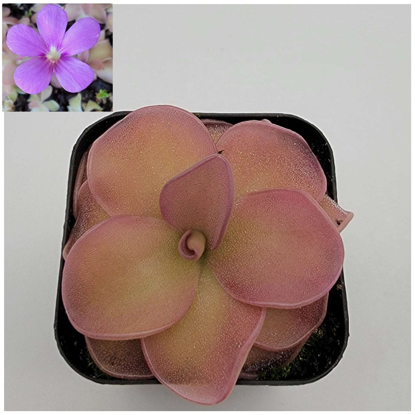 Pinguicula 'Pirouette' Rainbow Carnivorous Plants LLC