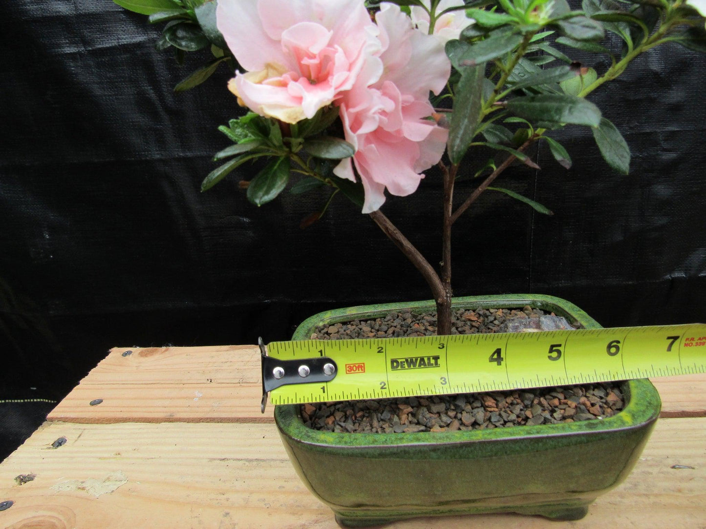 Pink Azalea Bonsai Tree