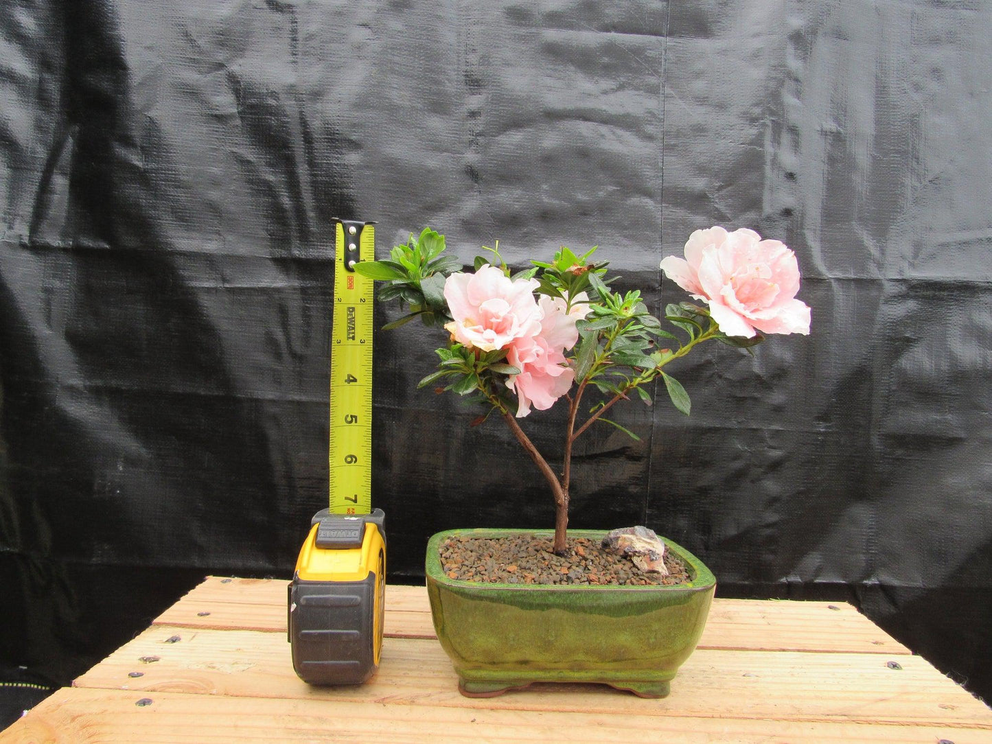 Pink Azalea Bonsai Tree