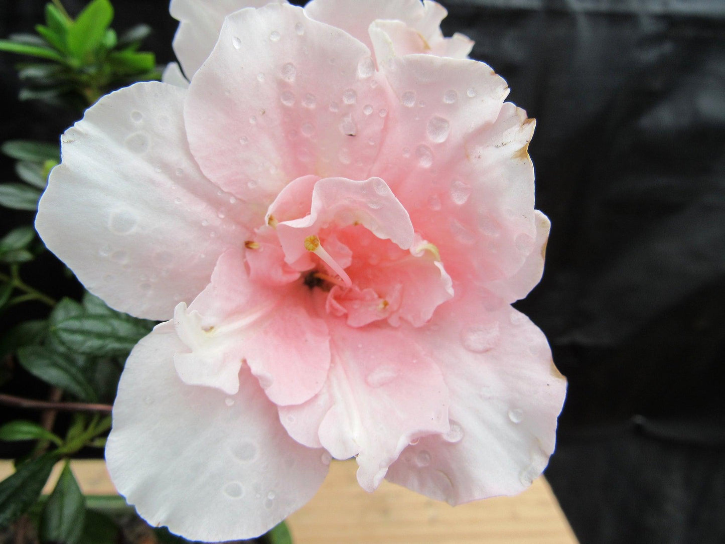 Pink Azalea Bonsai Tree