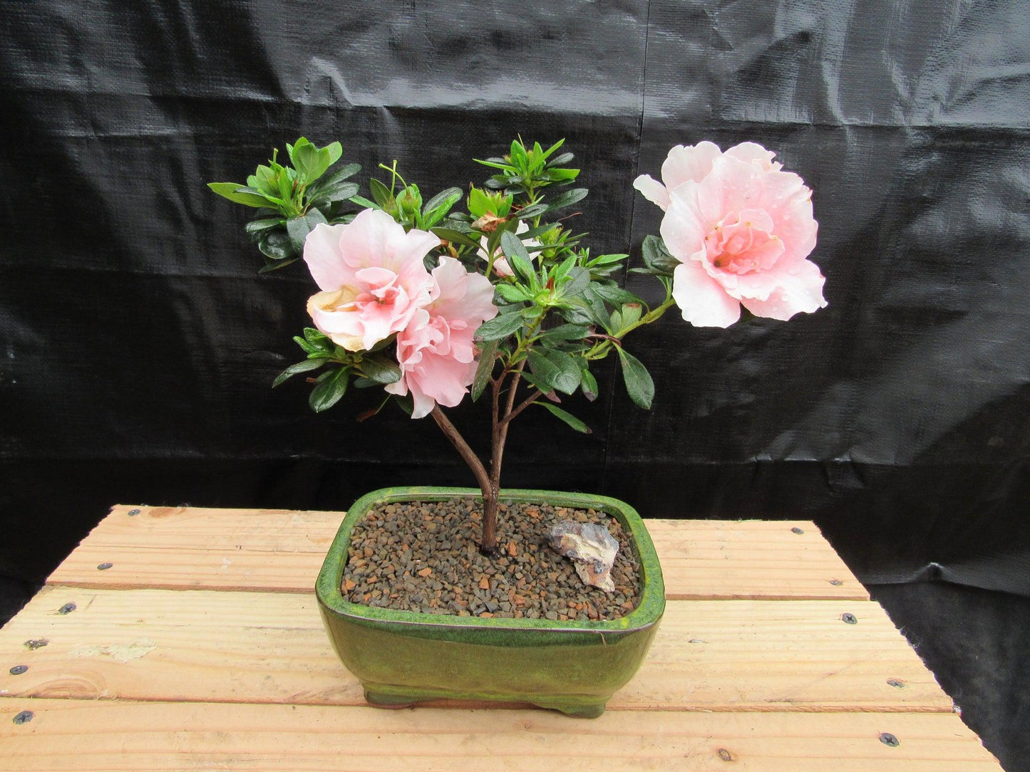 Pink Azalea Bonsai Tree