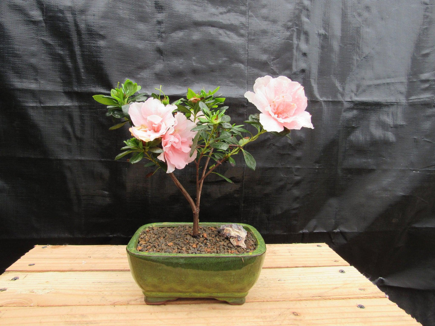 Pink Azalea Bonsai Tree