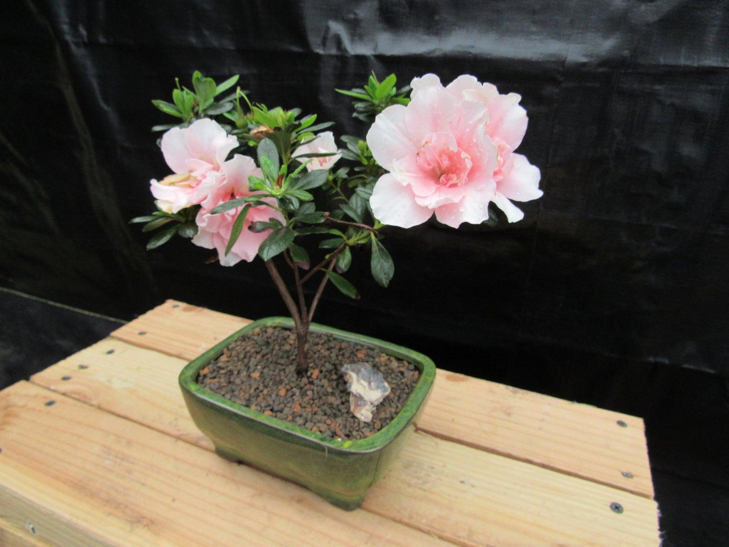 Pink Azalea Bonsai Tree