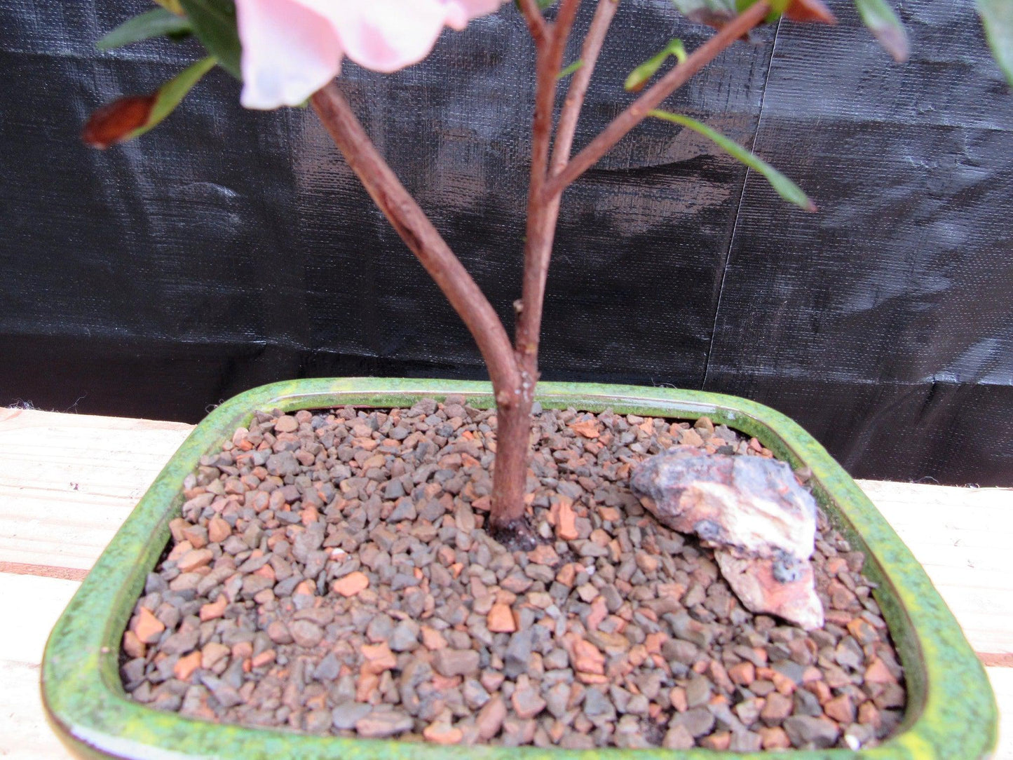 Pink Azalea Bonsai Tree