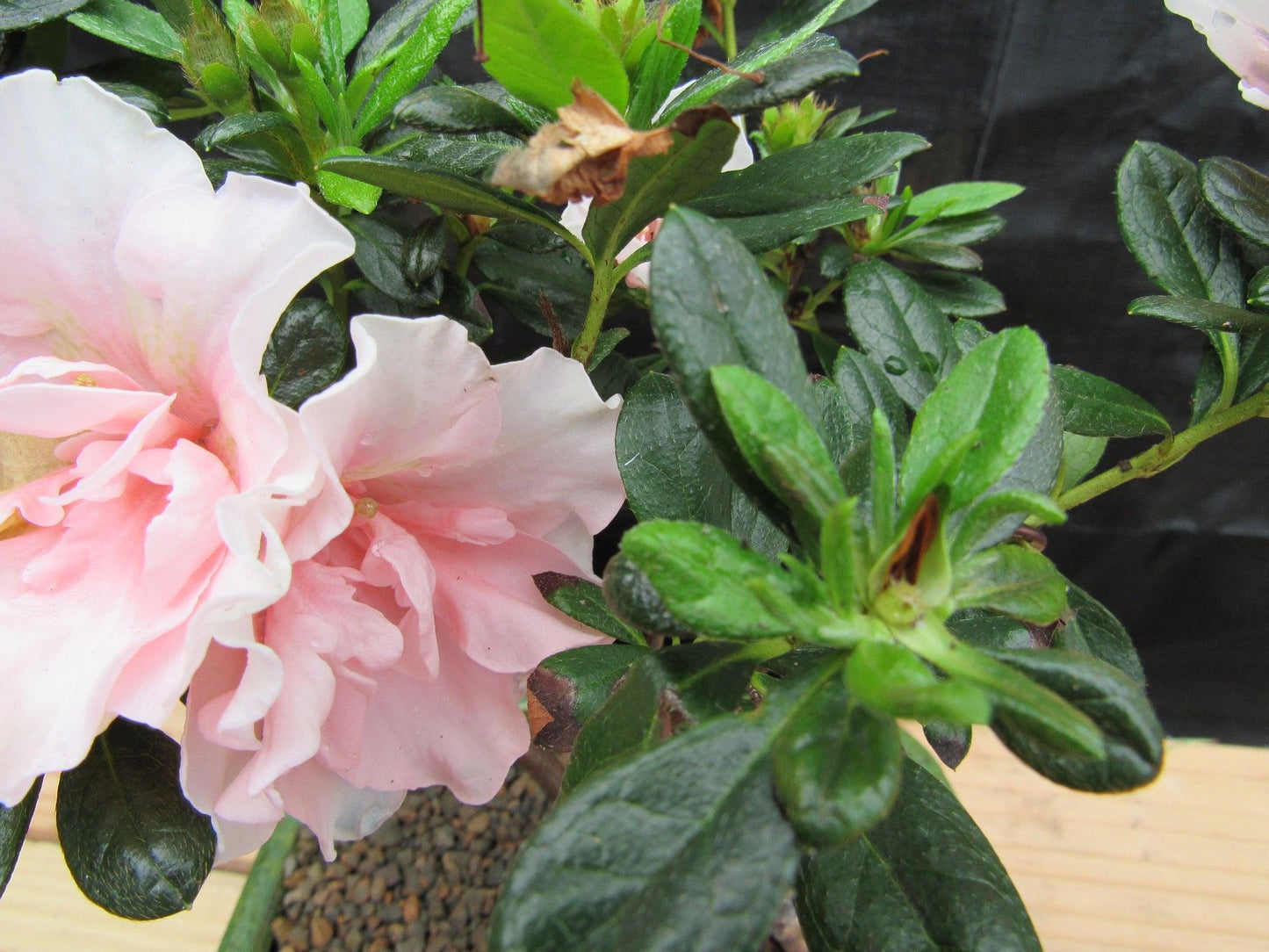 Pink Azalea Bonsai Tree