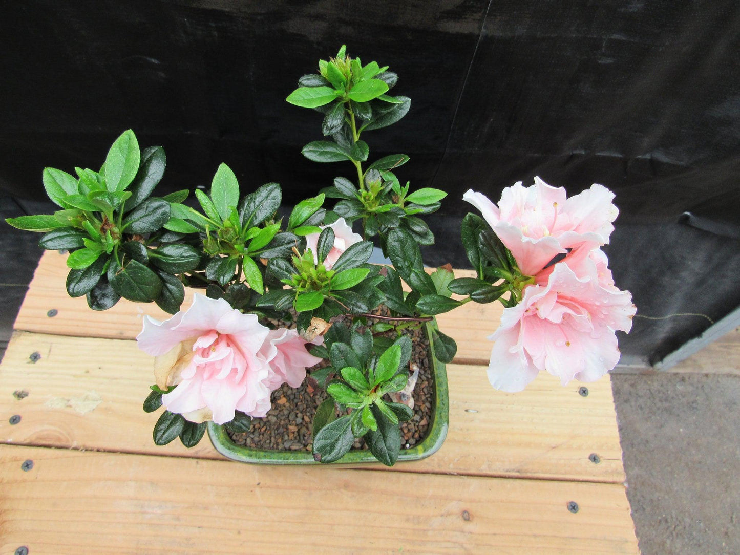 Pink Azalea Bonsai Tree