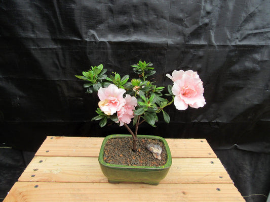 Pink Azalea Bonsai Tree