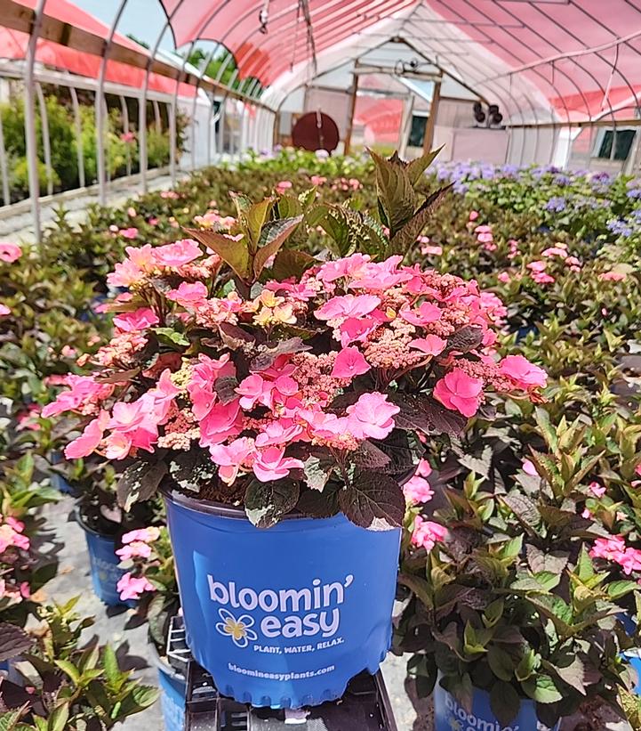 Pink Dynamo™ Mountain Hydrangea