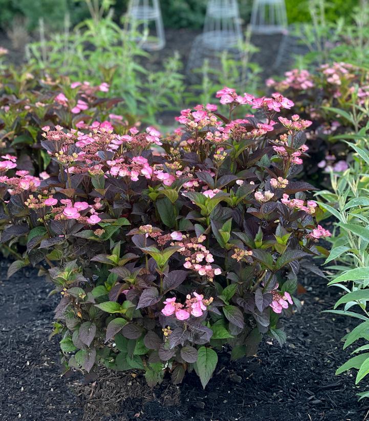 Pink Dynamo™ Mountain Hydrangea