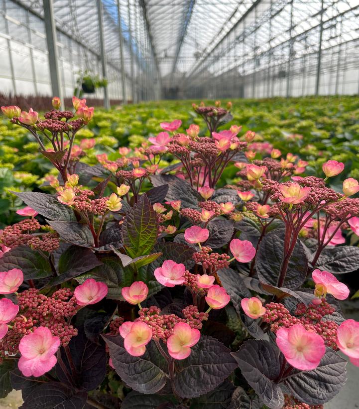 Pink Dynamo™ Mountain Hydrangea