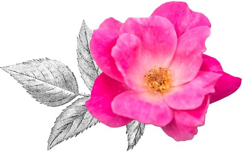 Pink Knock Out® Rose