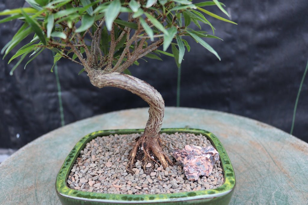 Podocarpus Bonsai Tree