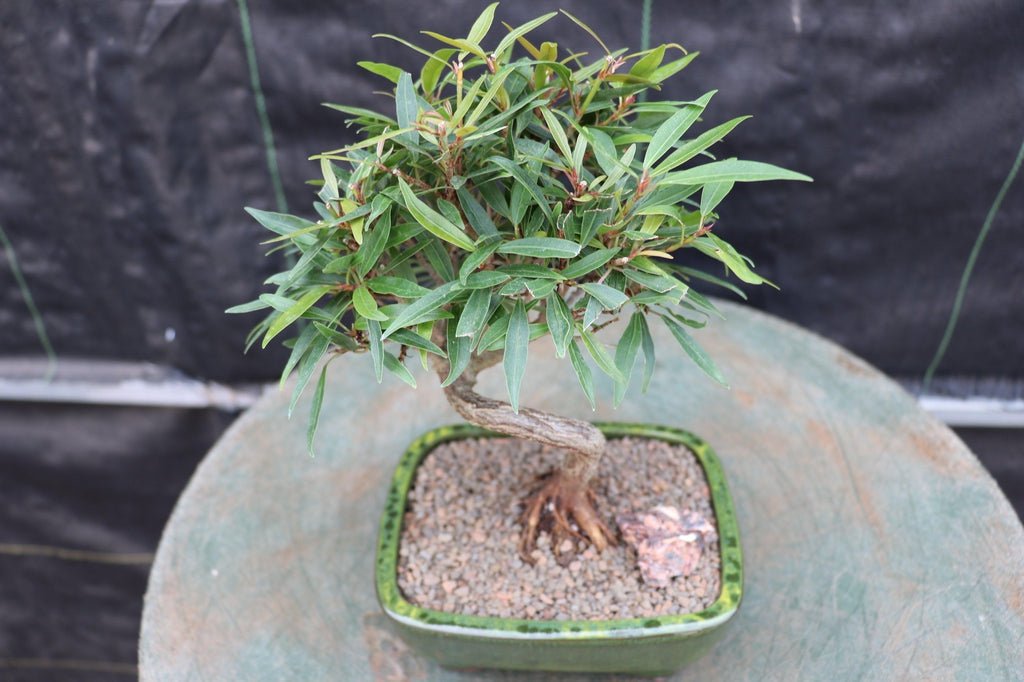 Podocarpus Bonsai Tree