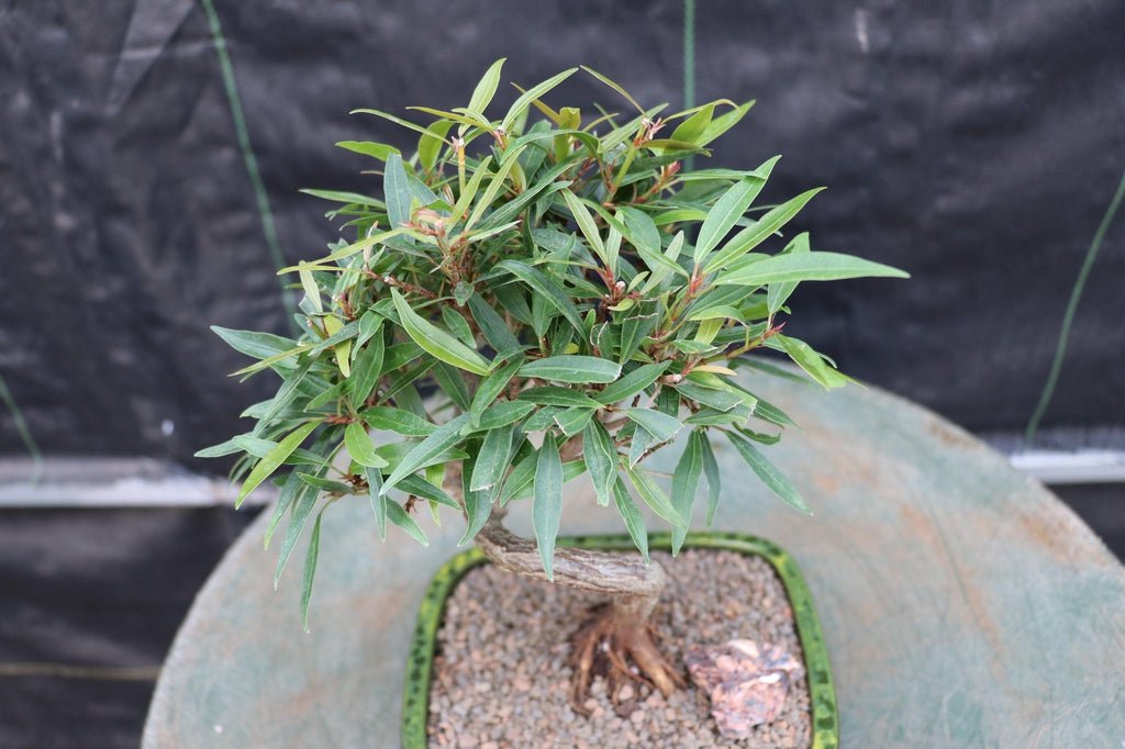 Podocarpus Bonsai Tree