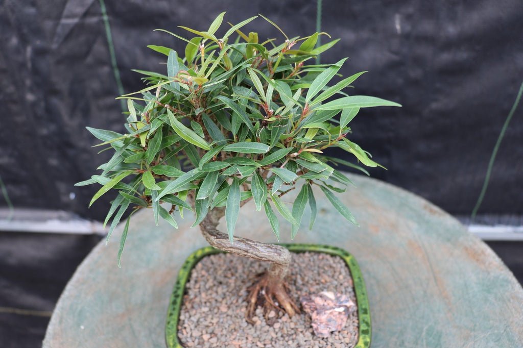 Podocarpus Bonsai Tree