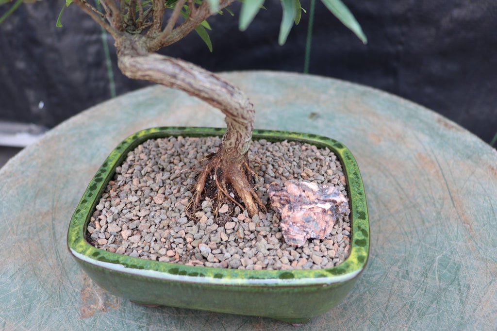 Podocarpus Bonsai Tree