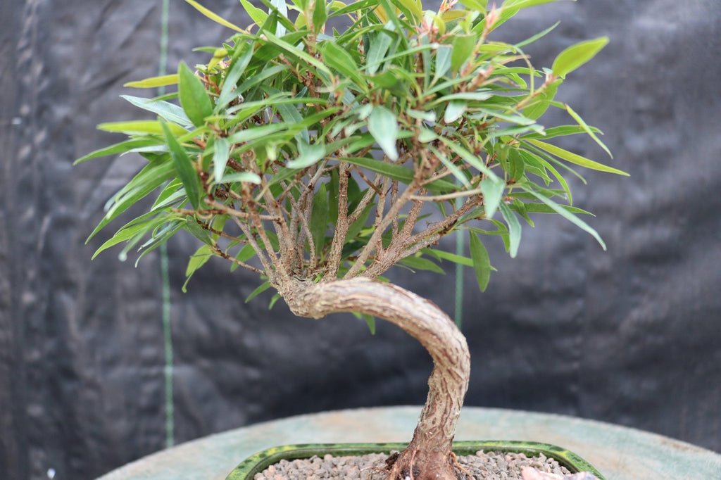 Podocarpus Bonsai Tree