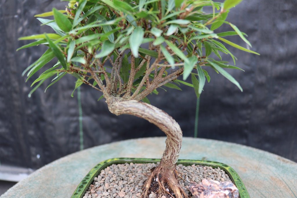 Podocarpus Bonsai Tree