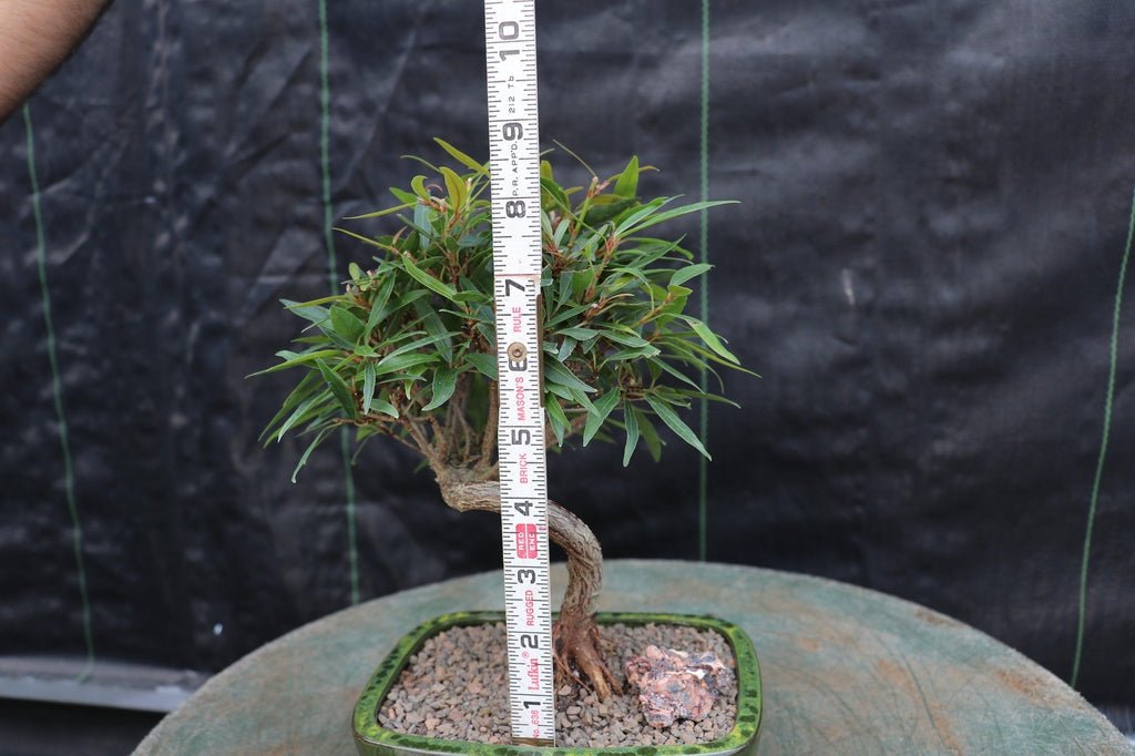 Podocarpus Bonsai Tree