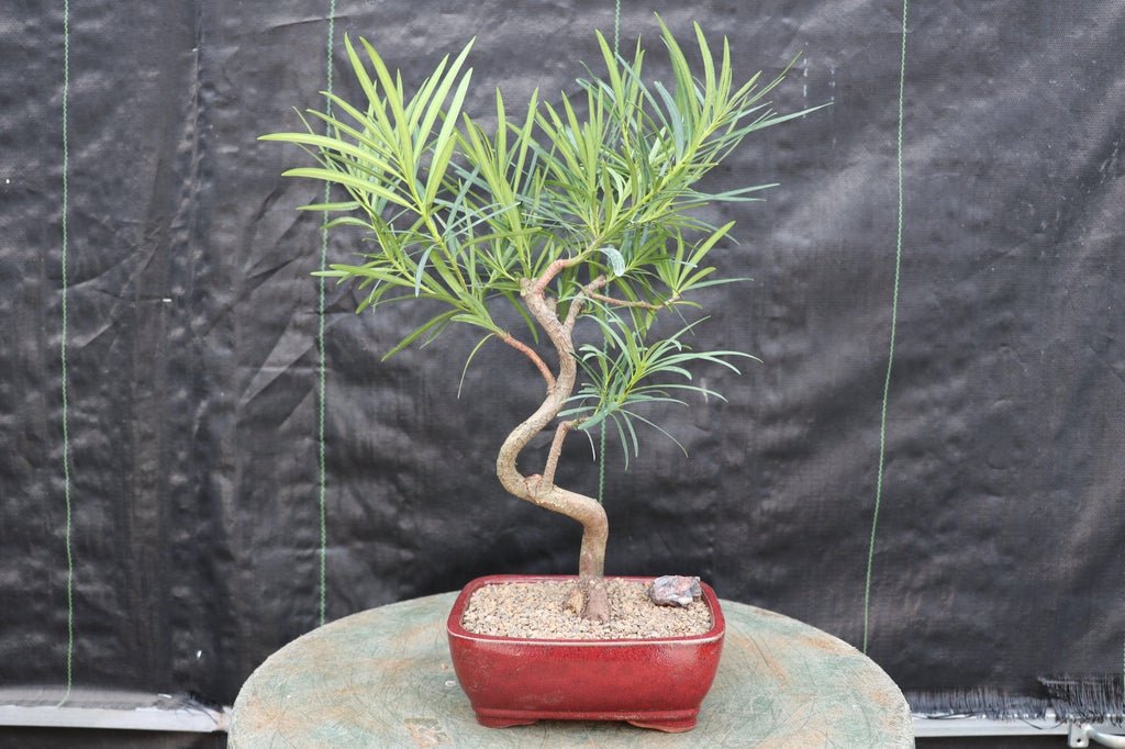 Podocarpus Bonsai Tree - Curved Trunk Style