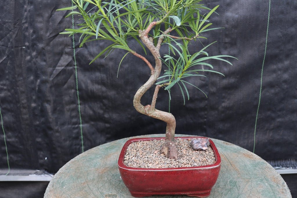 Podocarpus Bonsai Tree - Curved Trunk Style