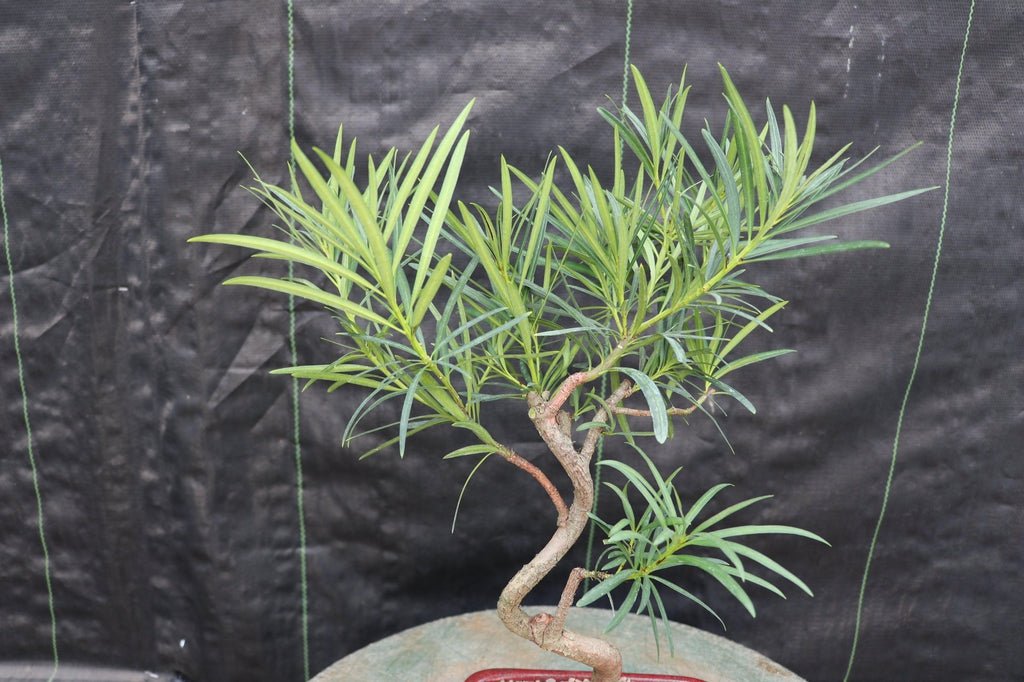 Podocarpus Bonsai Tree - Curved Trunk Style