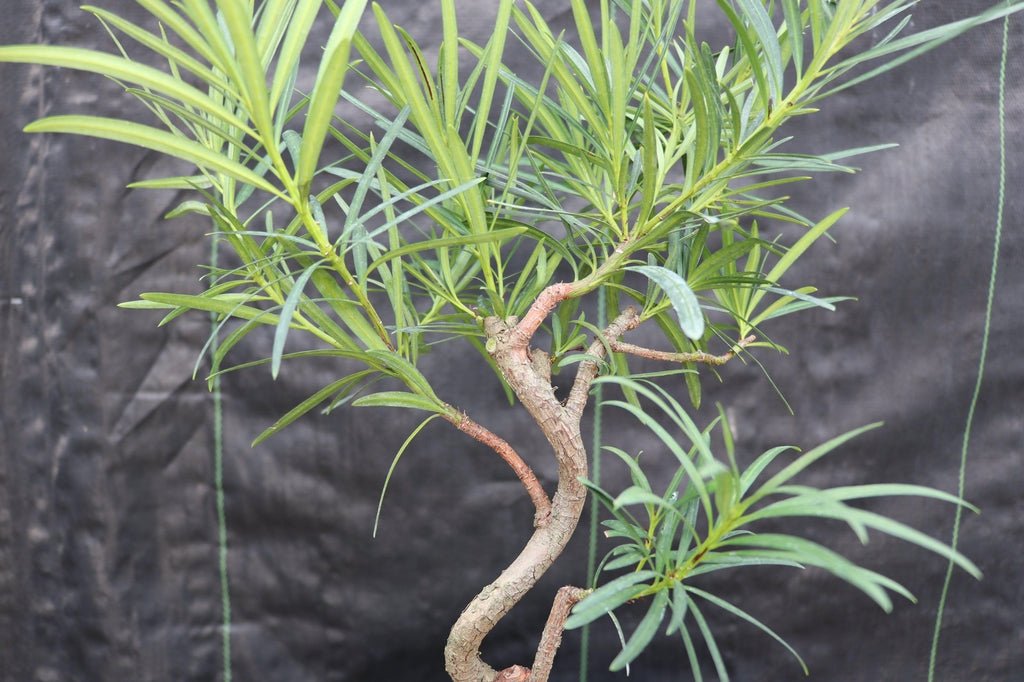 Podocarpus Bonsai Tree - Curved Trunk Style