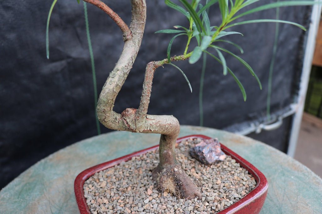 Podocarpus Bonsai Tree - Curved Trunk Style