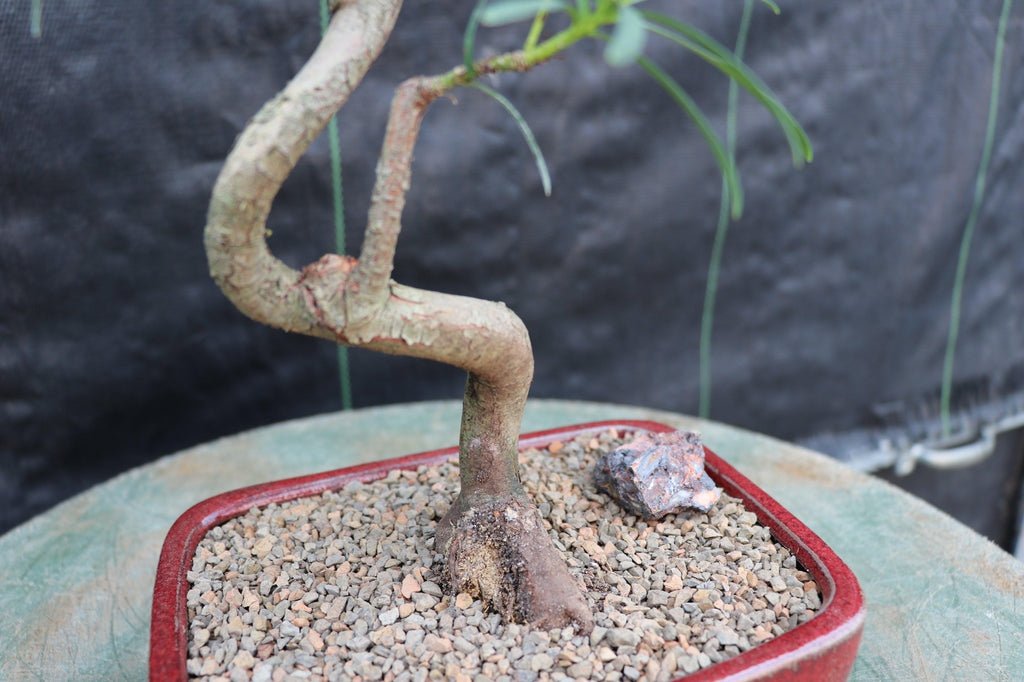 Podocarpus Bonsai Tree - Curved Trunk Style