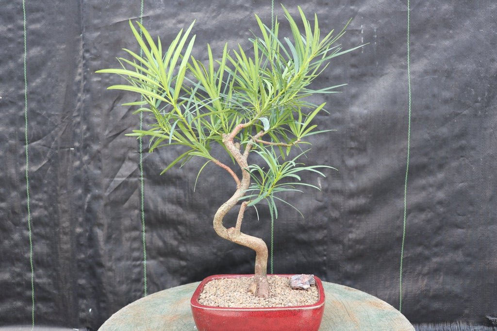 Podocarpus Bonsai Tree - Curved Trunk Style