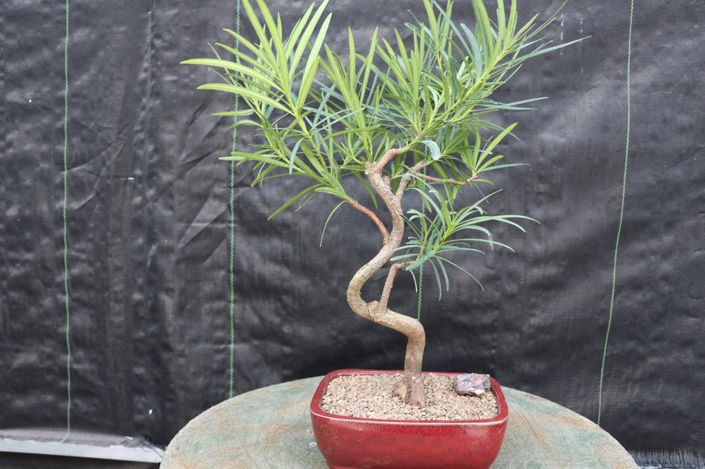 Podocarpus Bonsai Tree - Curved Trunk Style