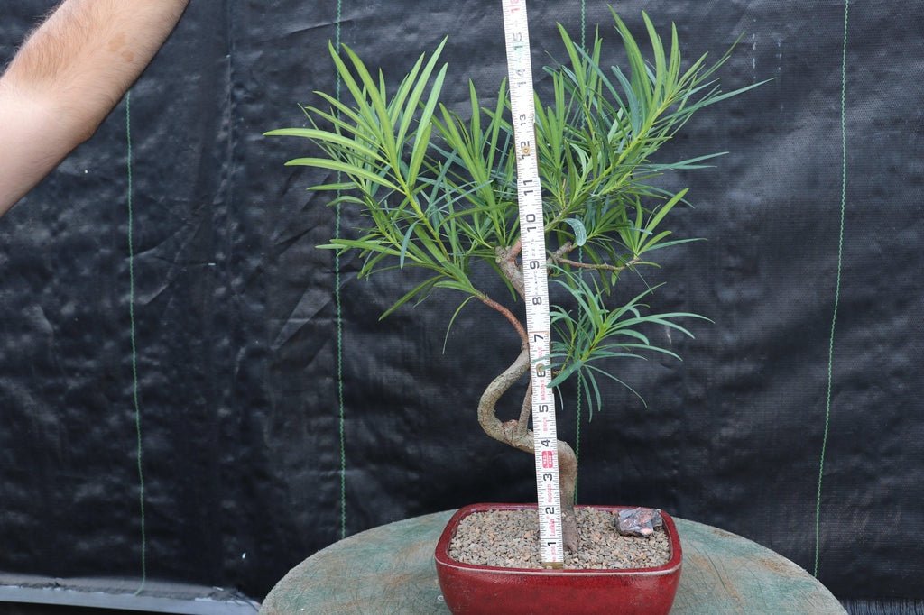 Podocarpus Bonsai Tree - Curved Trunk Style