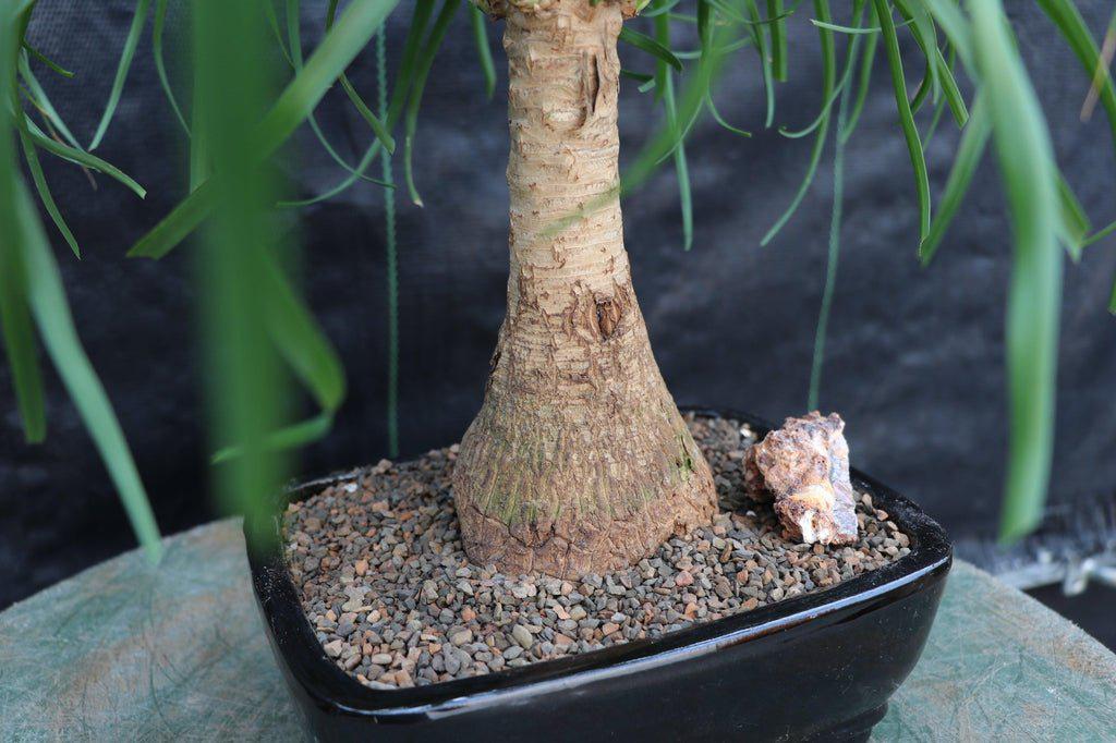 Ponytail Palm Bonsai Tree