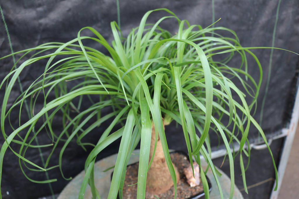 Ponytail Palm Bonsai Tree