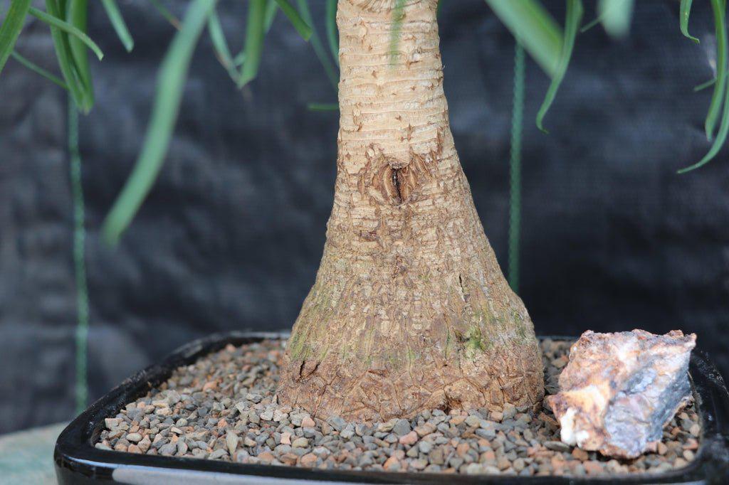 Ponytail Palm Bonsai Tree