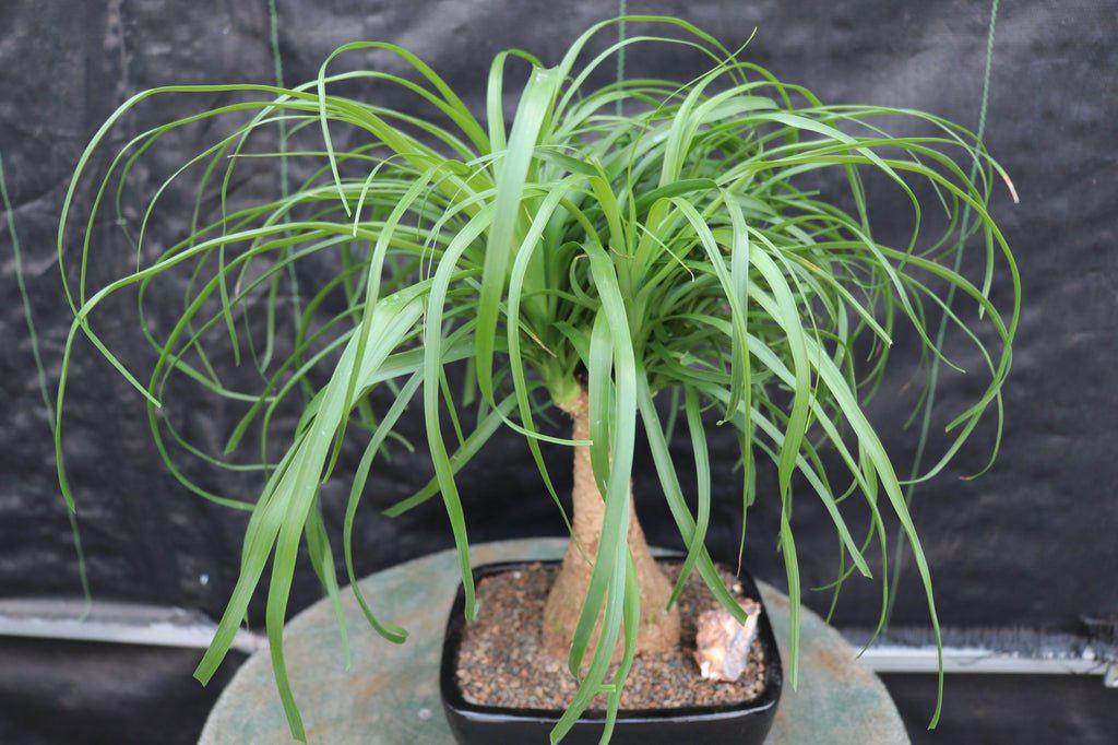 Ponytail Palm Bonsai Tree