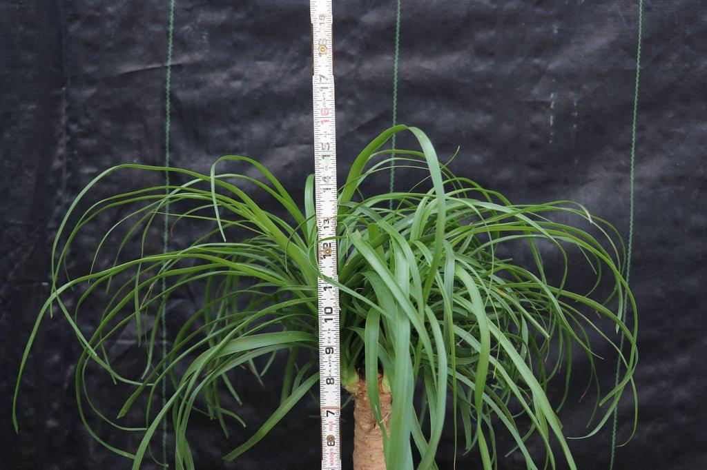 Ponytail Palm Bonsai Tree