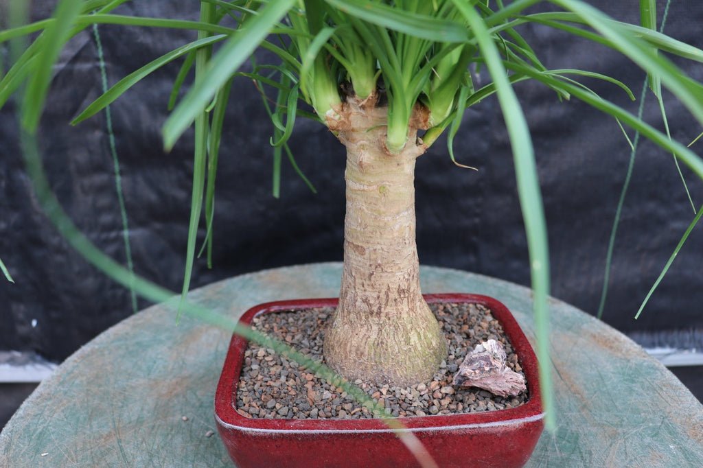 Ponytail Palm Bonsai Tree (Small)