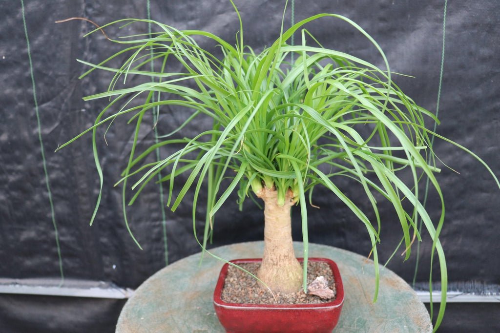 Ponytail Palm Bonsai Tree (Small)