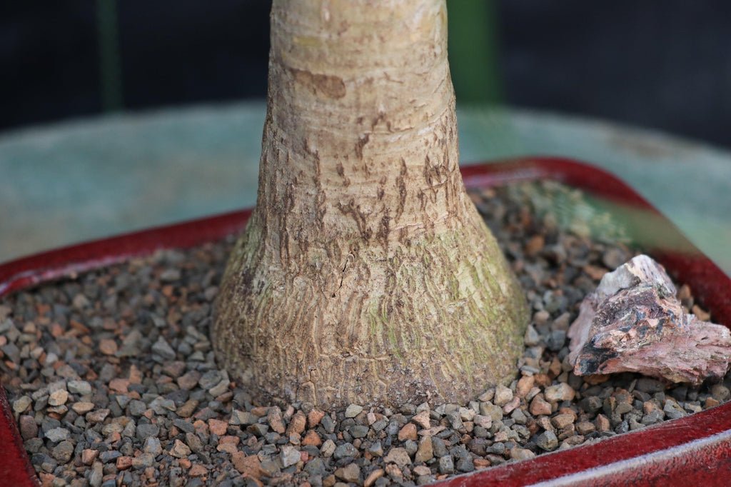 Ponytail Palm Bonsai Tree (Small)