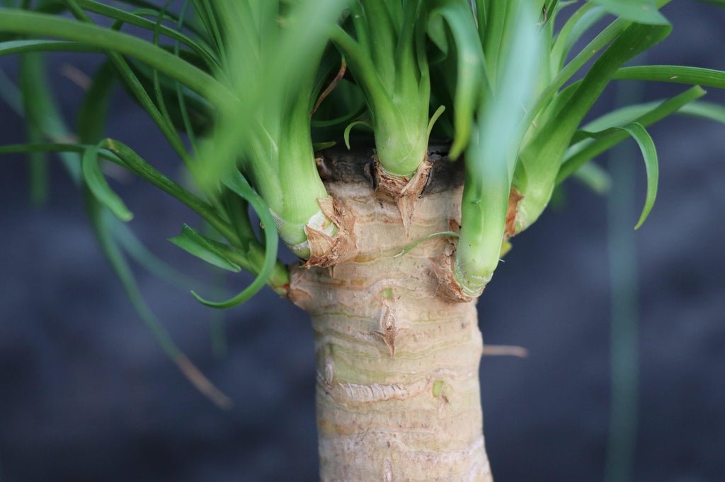 Ponytail Palm Bonsai Tree (Small)