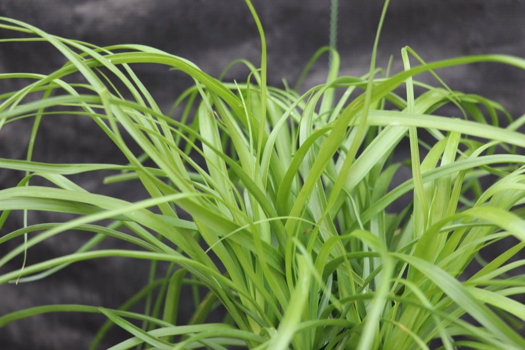 Ponytail Palm Bonsai Tree (Small)