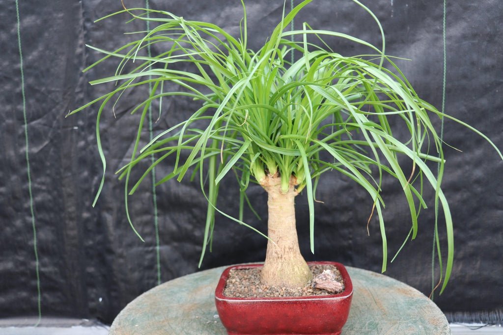 Ponytail Palm Bonsai Tree (Small)