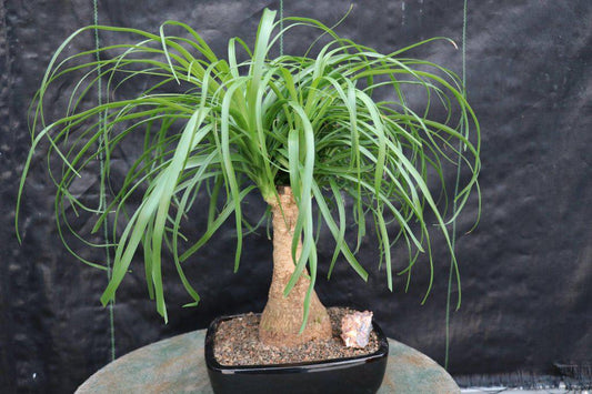 Ponytail Palm Bonsai Tree