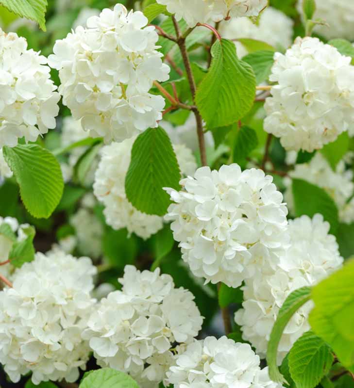 Popcorn Japanese Snowball Viburnum