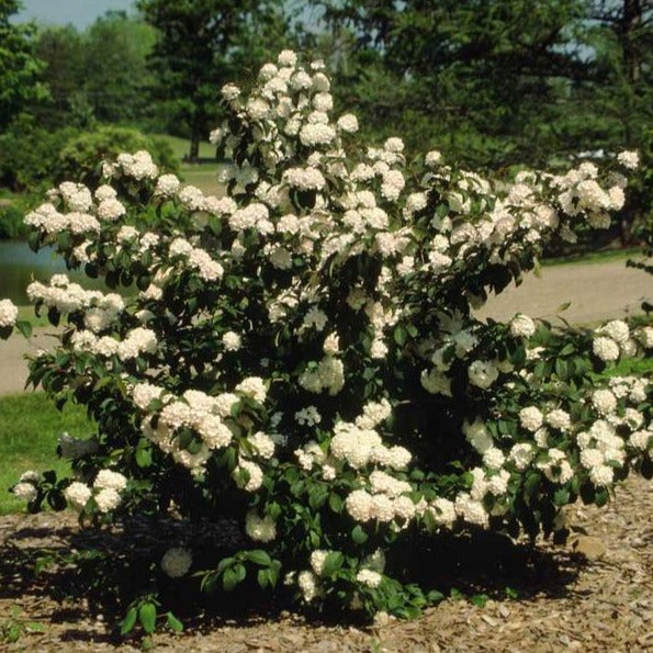 Popcorn Japanese Snowball Viburnum