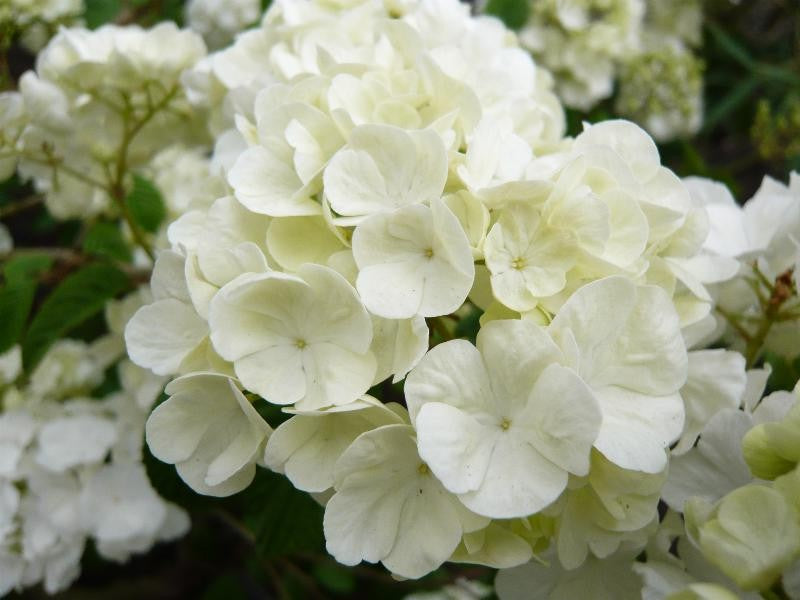 Popcorn Japanese Snowball Viburnum