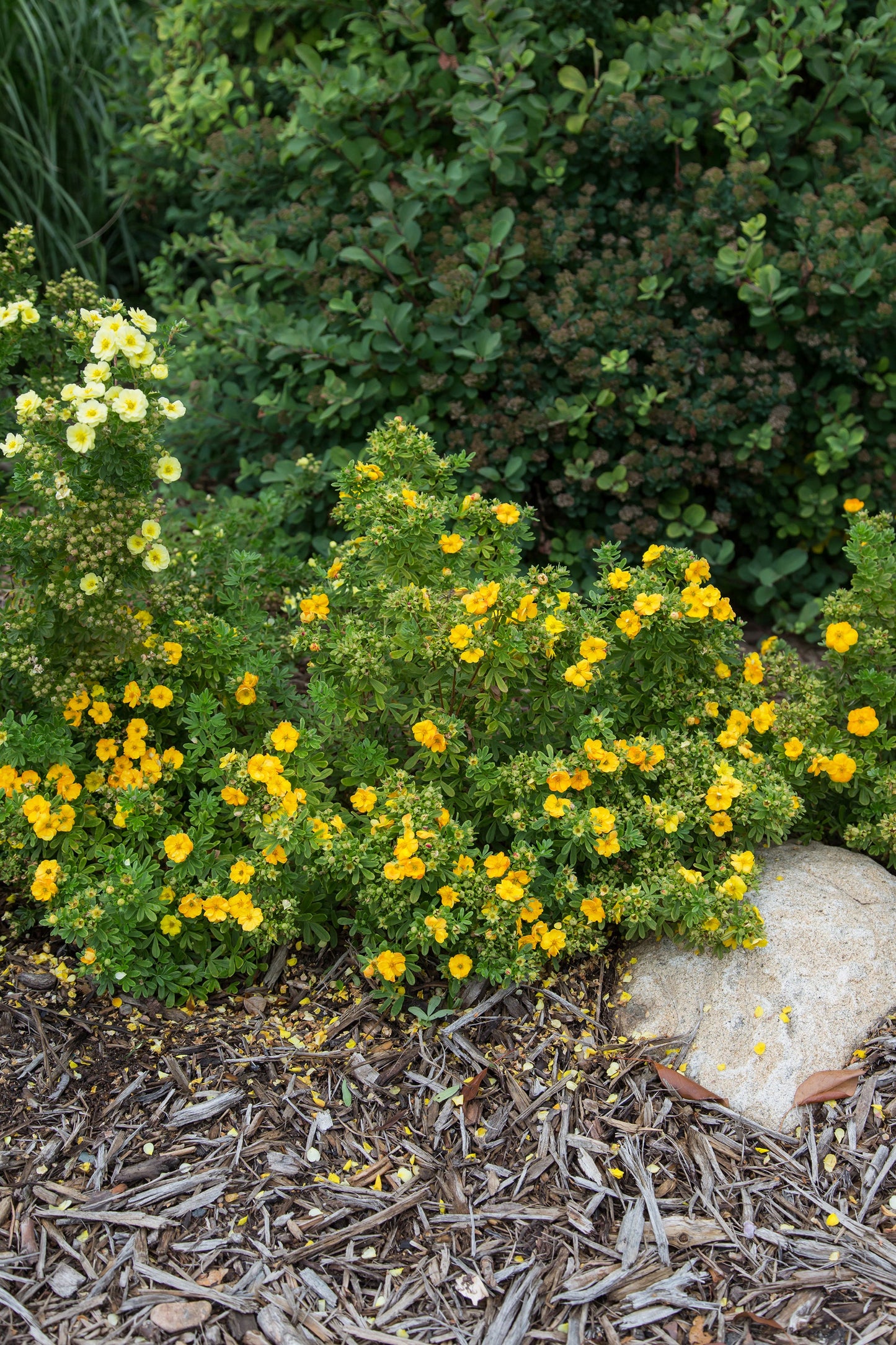 Marmalade Potentilla