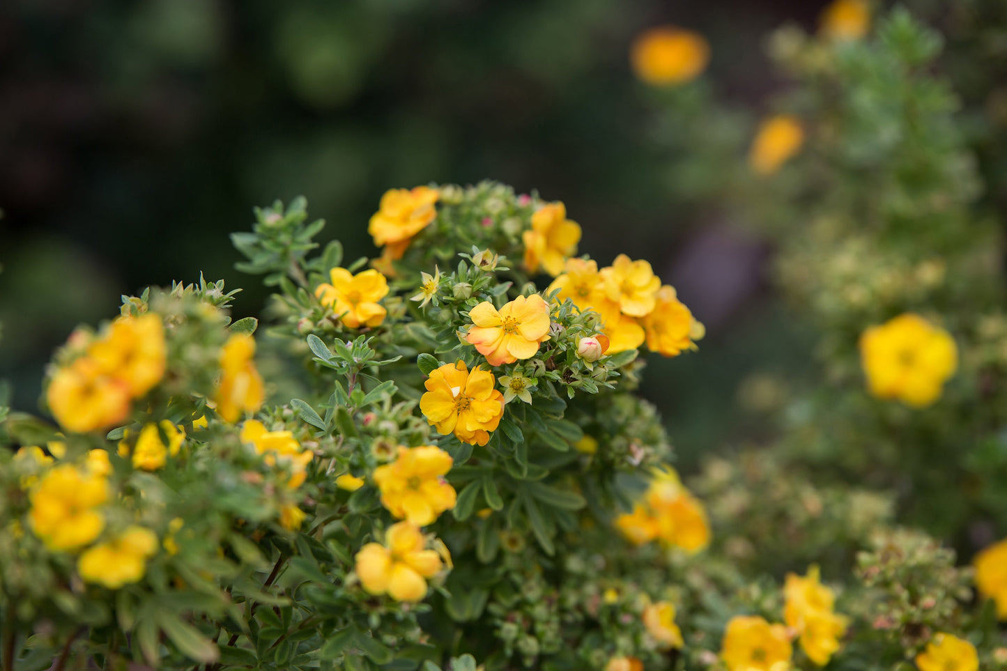 Marmalade Potentilla