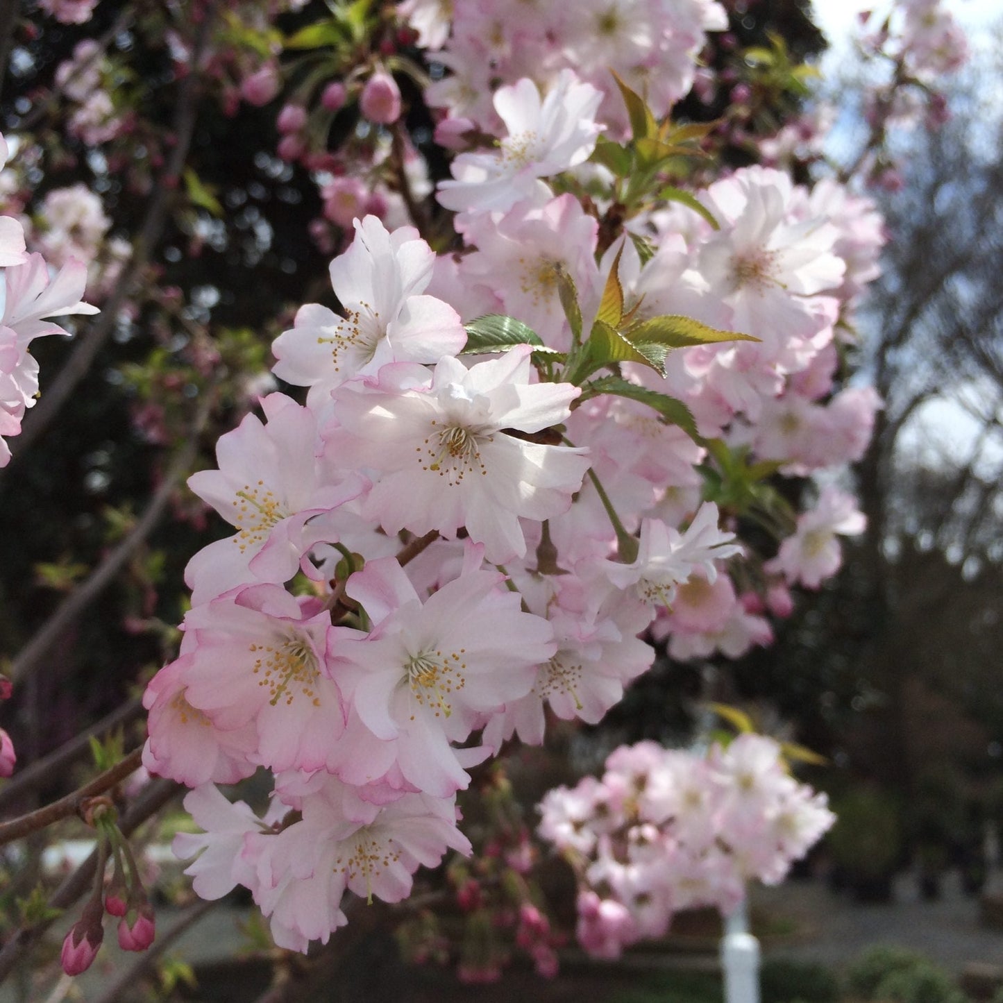 Ornamental Cherry tree 'Autumnalis Flowering Cherry Tree'